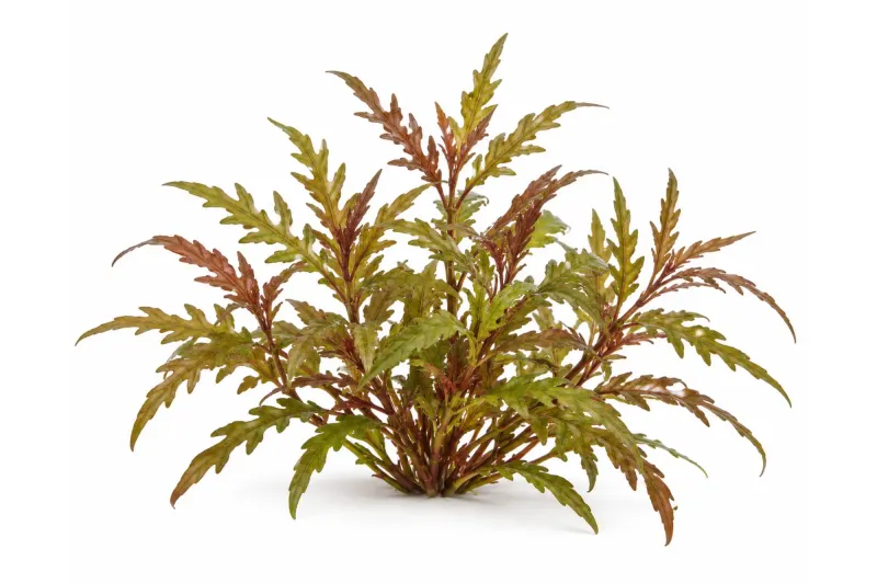 Hygrophila pinnatifida - Tropica 1-2-Grow!